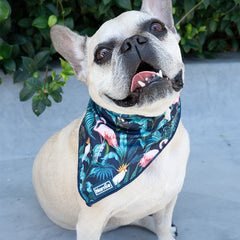 Cooling Bandana - Flamingo Noir