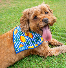 Cooling Bandana - Capri Cocktails