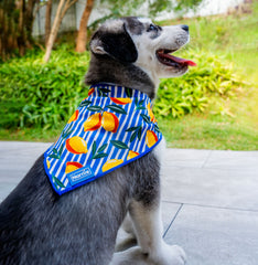 Cooling Bandana - Capri Cocktails