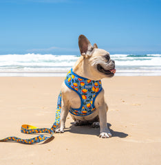 Reversible Harness - Capri Cocktails