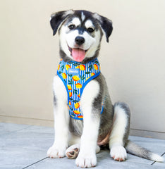 Reversible Harness - Capri Cocktails