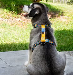 Strap Harness - Capri Cocktails