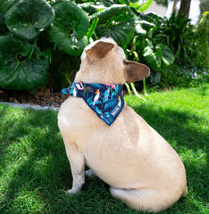 Cooling Bandana - Flamingo Noir
