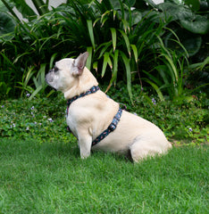 Strap Harness - Flamingo Noir
