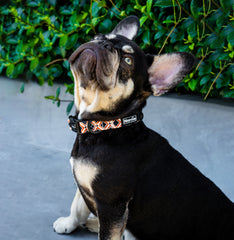 Collar - Western Weave