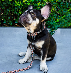 Collar - Western Weave