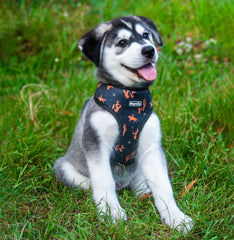 Reversible Harness - Western Weave