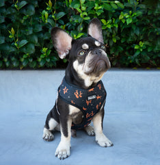 Reversible Harness - Western Weave