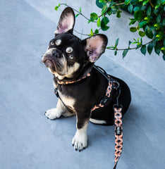 Strap Harness - Western Weave