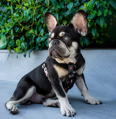 Strap Harness - Western Weave